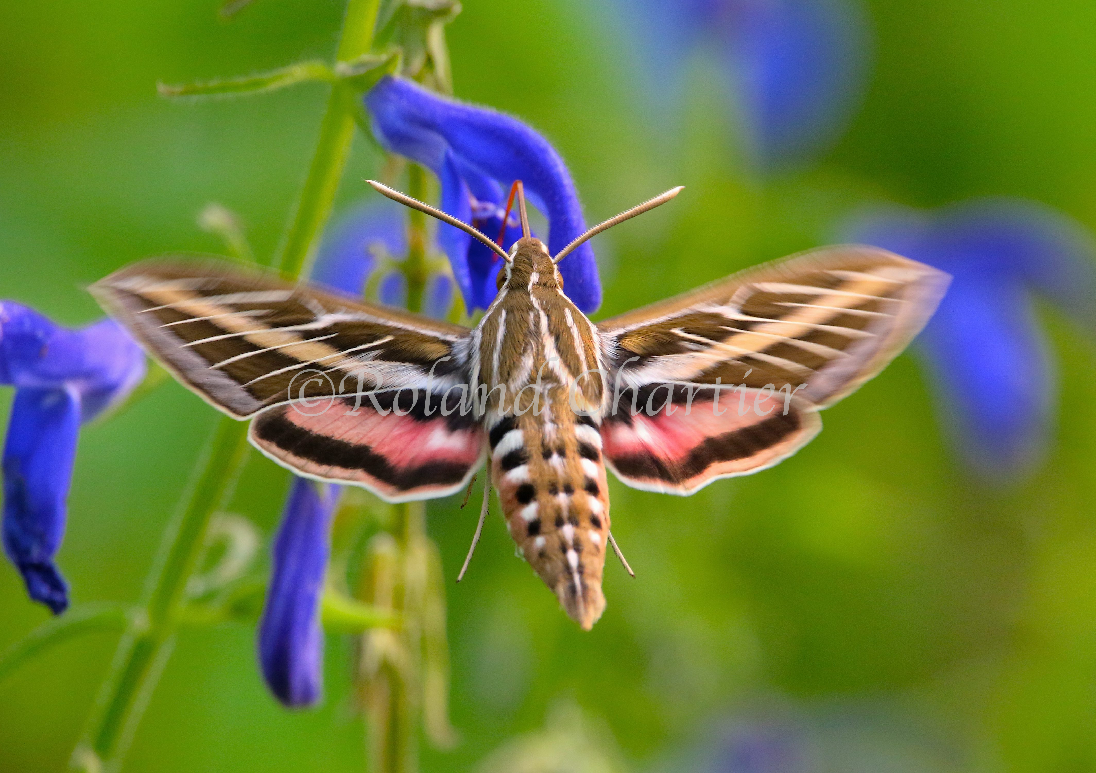 Butterfly with it's wings spread infront of flowers.